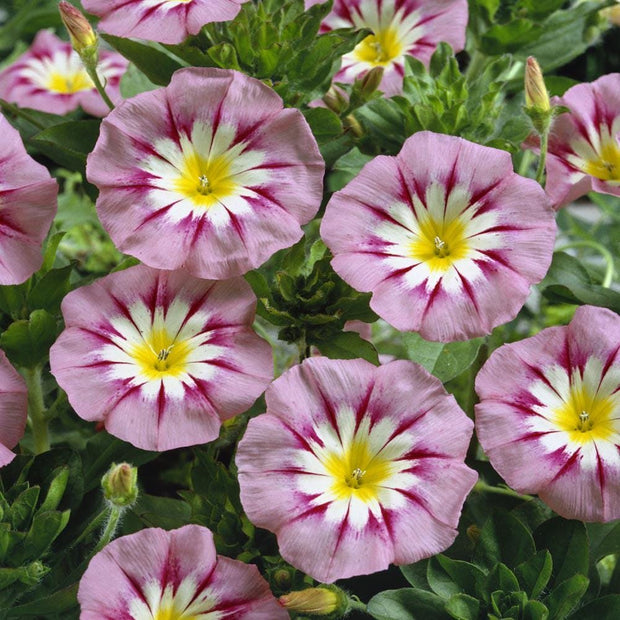 Morning Glory Rose Ensign Dwarf morning glory