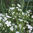 Heirloom Gypsophila Covent Garden Seed
