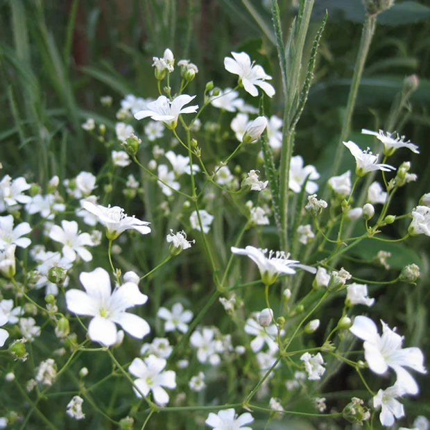 Heirloom Gypsophila Covent Garden Seed