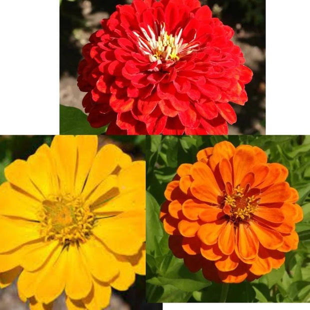 Zinnia Seeds Lava Lamp Mix