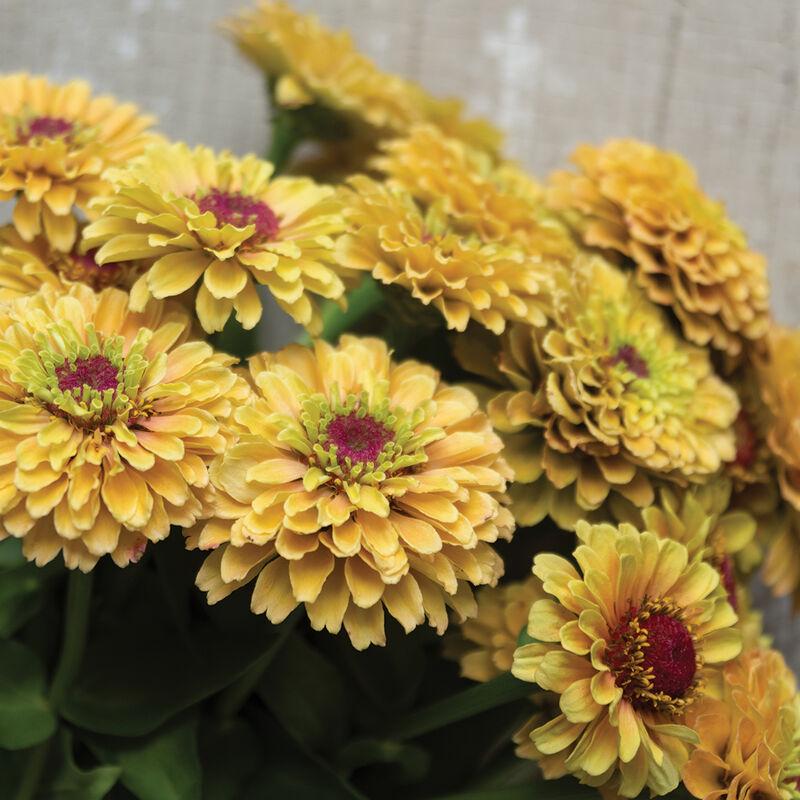 Queeny Mix Zinnia Seed