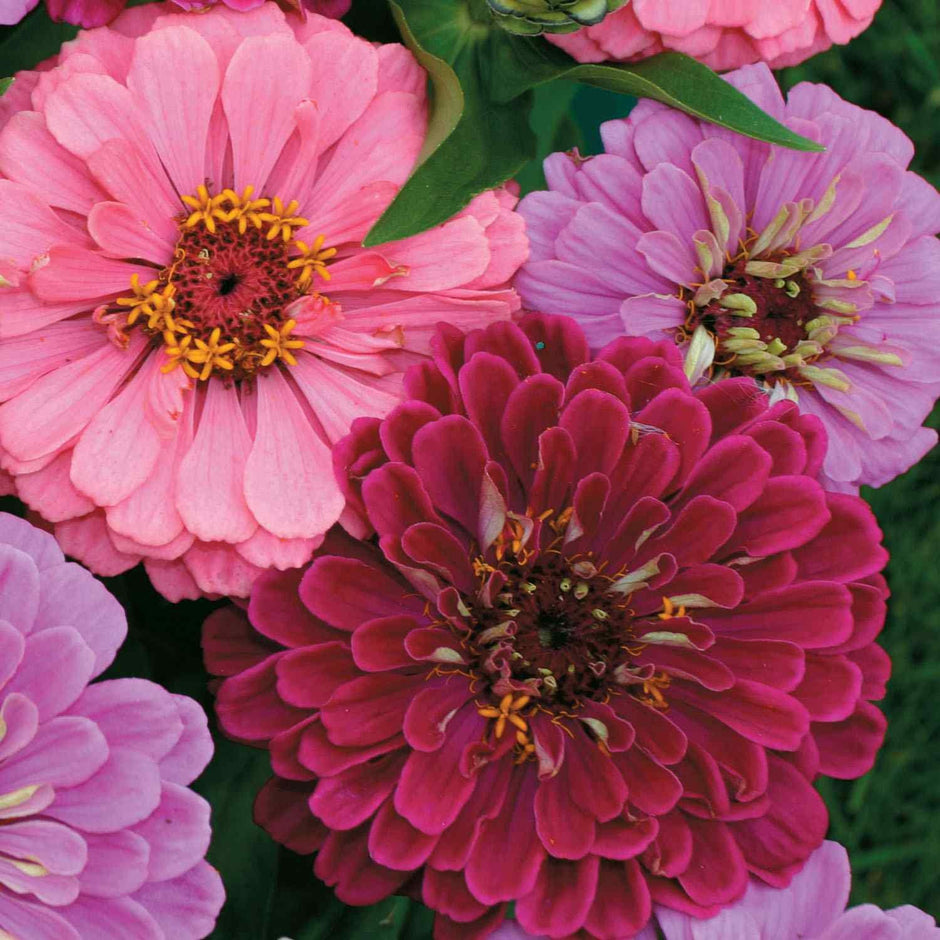 Zinnia Elegans Art Deco Zinnia Seeds mix