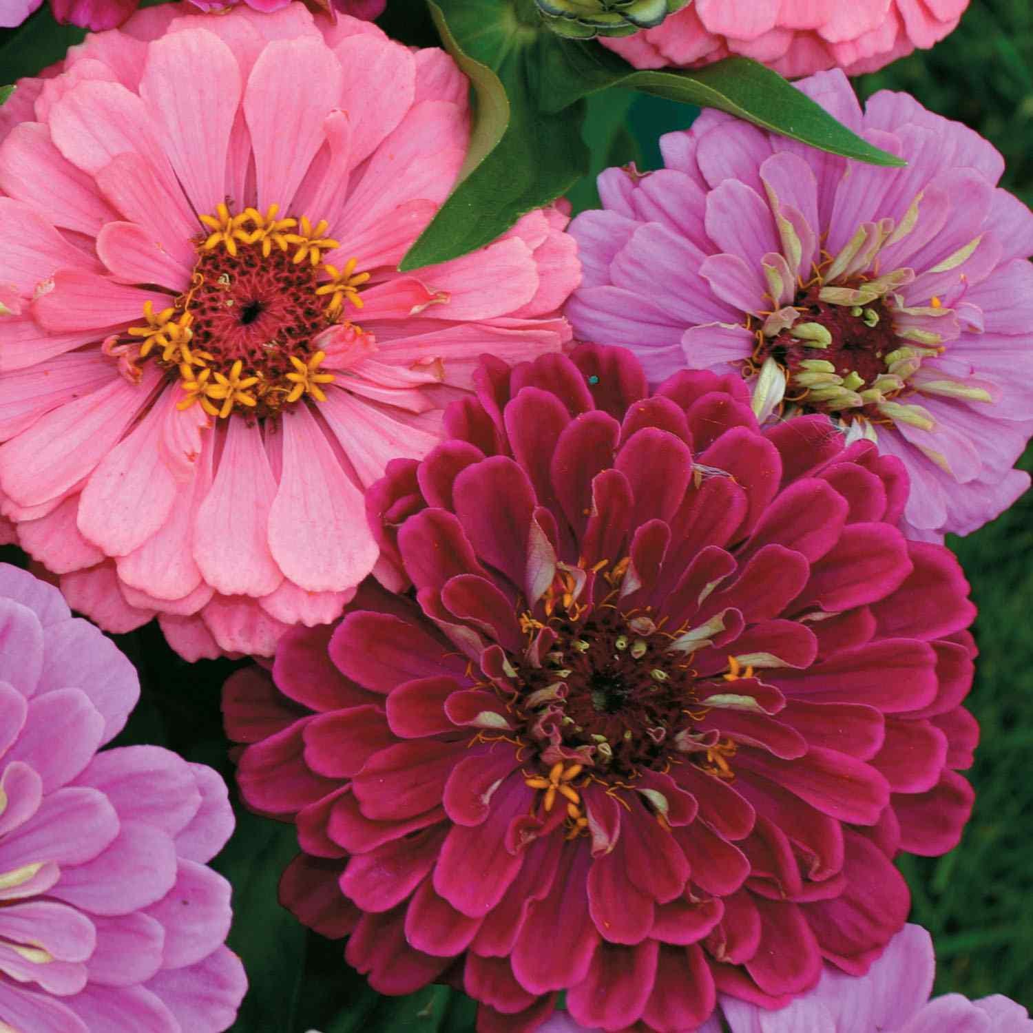 Zinnia Elegans Art Deco Zinnia Seeds mix
