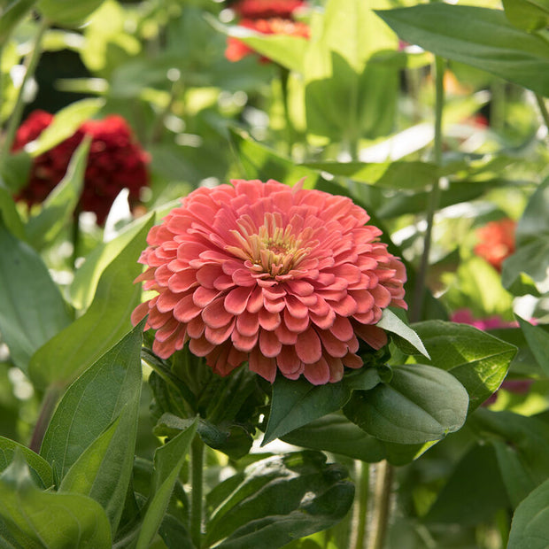 Benary's Giant Salmon Rose Zinnia Seed