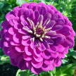 Blueberry Cheesecake Mix, Zinnia Seeds