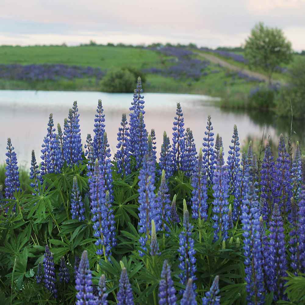 Lupine Seeds - Perennial Wildflower