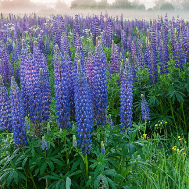 Lupine Seeds - Perennial Wildflower