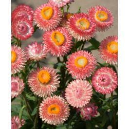 King Size Salmon Strawflower Seed