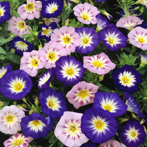 Morning Glory Tricolor Minor Ensign Mix Dwarf morning glory