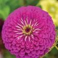 Zinnia Seed Purple Prince Seed
