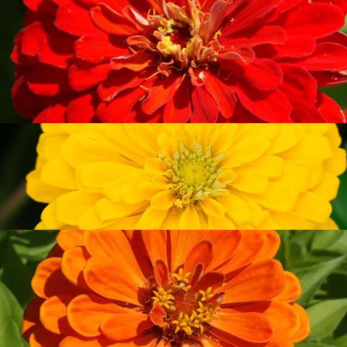 Zinnia Seeds Lava Lamp Mix