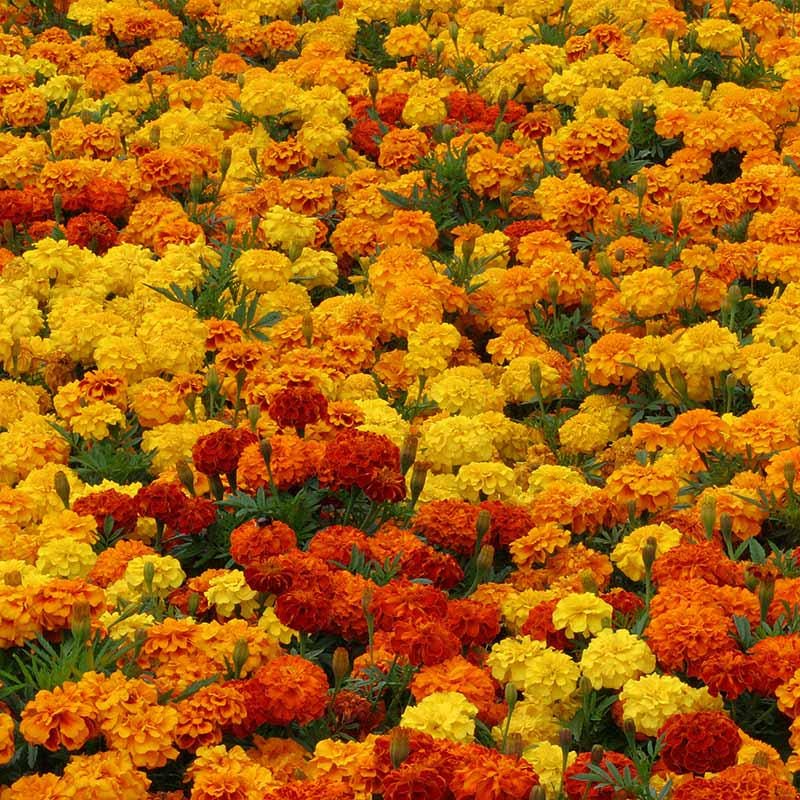 Marigold Seed Zenith Mix Seeds
