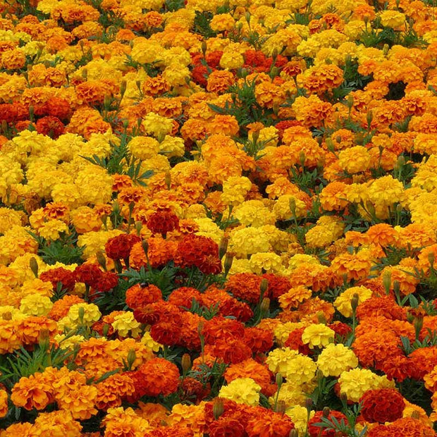 Marigold Seed Zenith Mix Seeds