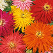 Giant Cactus Mix Zinnia Seeds