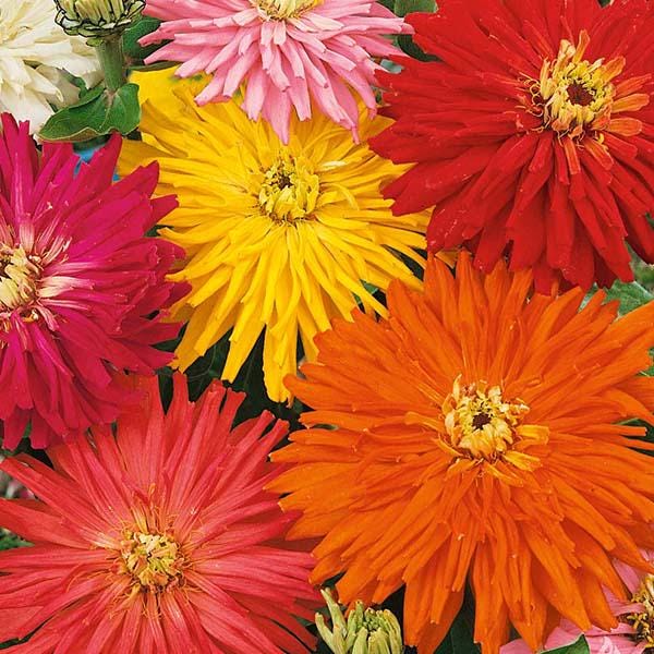 Giant Cactus Mix Zinnia Seeds