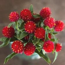 Strawberry Fields Gomphrena Seed