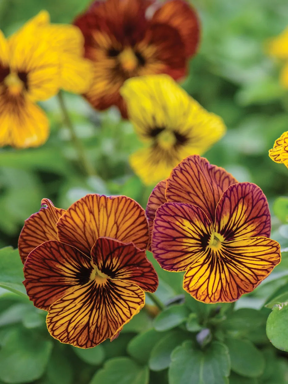 Viola Seeds Angel Tiger Eye Yellow and  Red Mix Flower Seeds