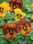 Viola Seeds Angel Tiger Eye Yellow and  Red Mix Flower Seeds