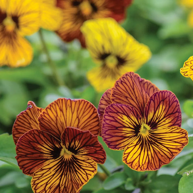 Viola Seeds Angel Tiger Eye Yellow and  Red Mix Flower Seeds