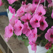 Petunia Easy Wave Pink Passion Seeds