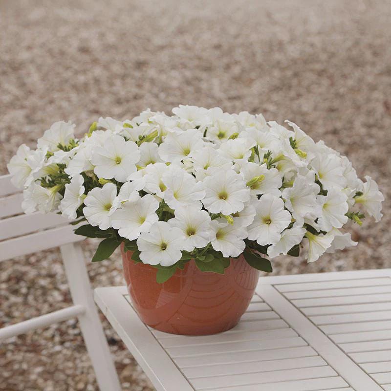 Petunia E3 Easy Wave White Seeds