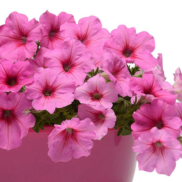 Petunia Easy Wave Pink Passion Seeds