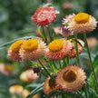 King Size Salmon Strawflower Seed