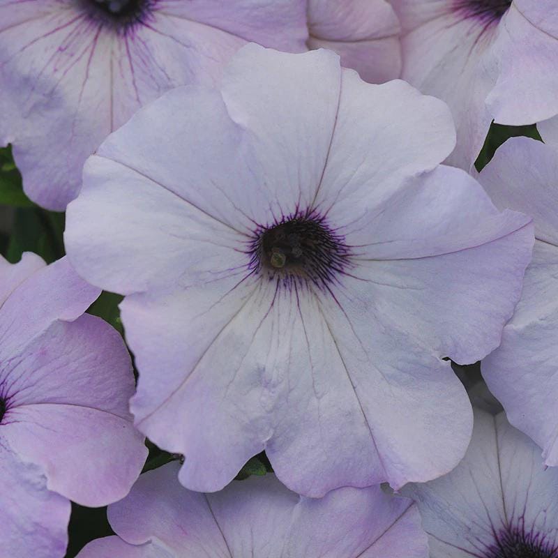 Petunia Easy Wave Silver Seeds