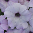 Petunia Easy Wave Silver Seeds