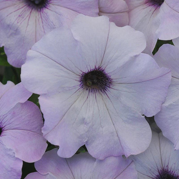 Petunia Easy Wave Silver Seeds