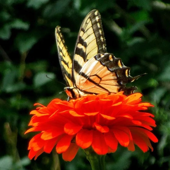 Zinnia Orange King Heirloom Seeds