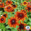Rudbeckia Hirta Seeds - Cherokee Sunset