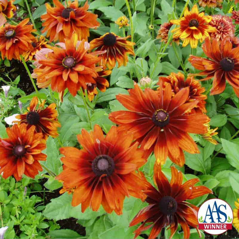 Rudbeckia Hirta Seeds - Cherokee Sunset