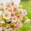 Apricot Lemonade Organic Cosmos Seeds