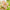 Apricot Lemonade Organic Cosmos Seeds
