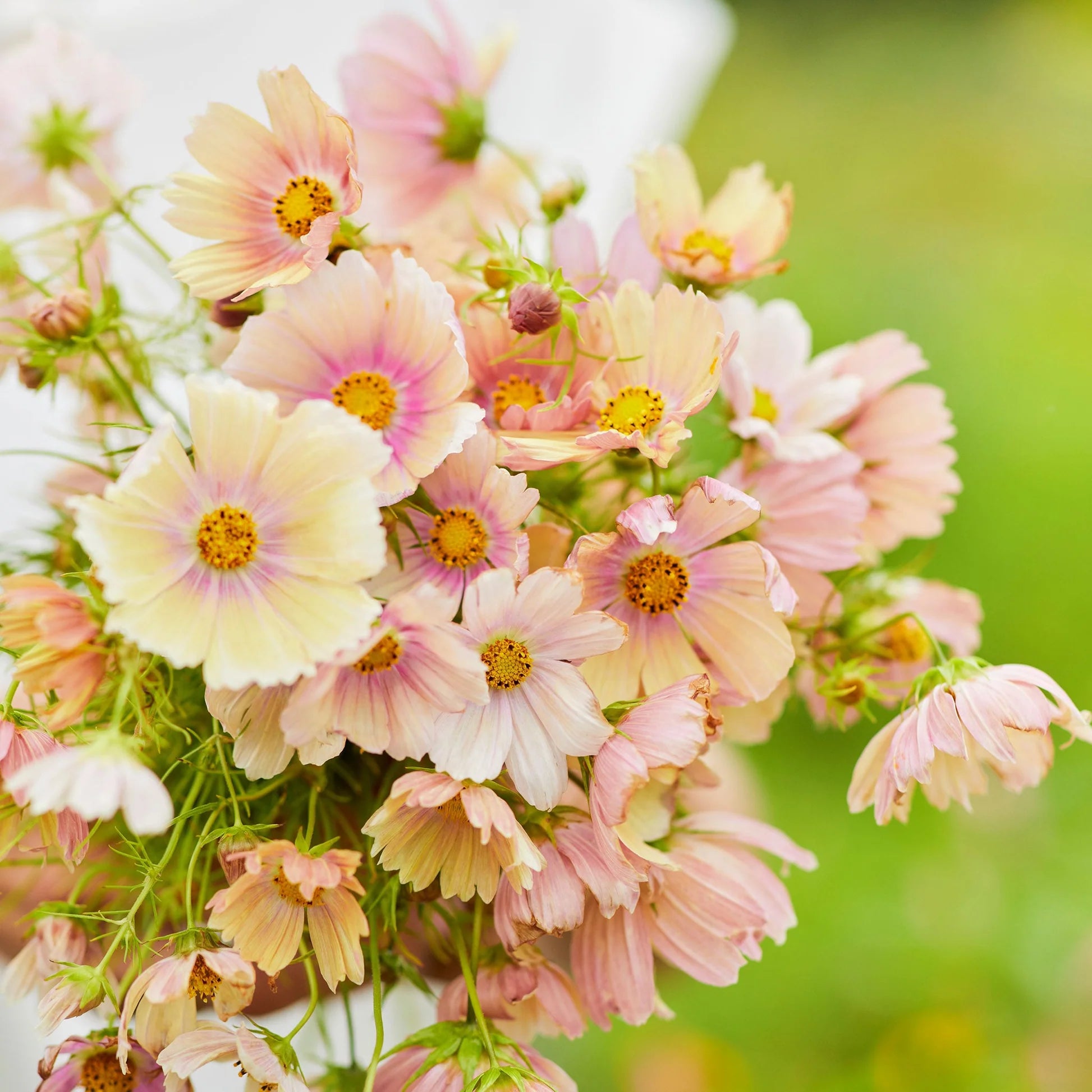 Apricot Lemonade Organic Cosmos Seeds
