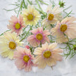 Apricot Lemonade Organic Cosmos Seeds
