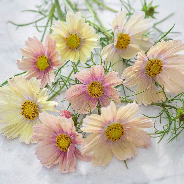 Apricot Lemonade Organic Cosmos Seeds