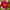 Cosmos Seeds Dazzler