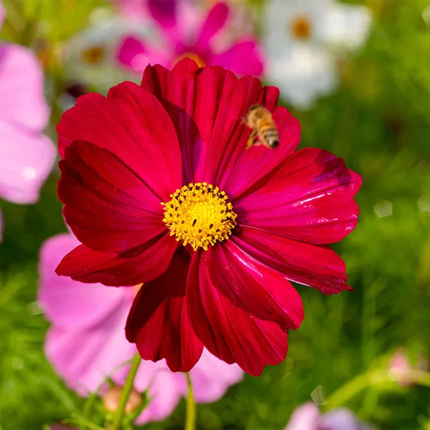 Cosmos Seeds Dazzler