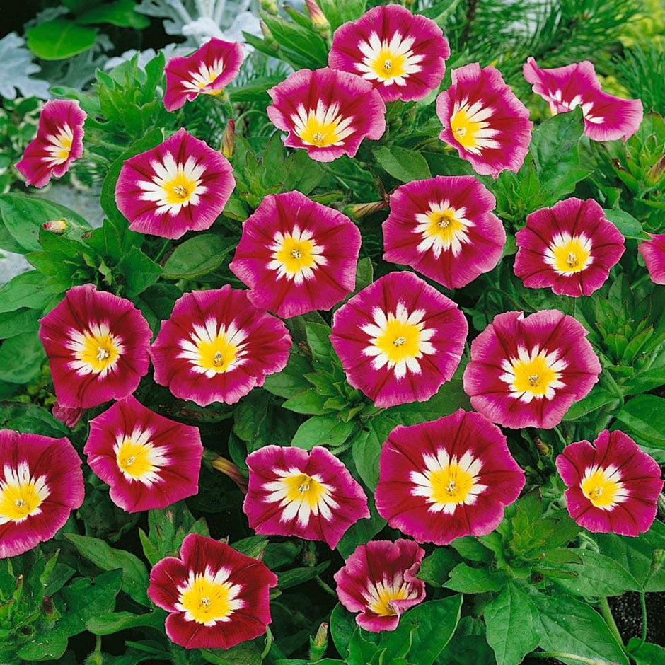 Morning Glory Red Ensign Dwarf morning glory