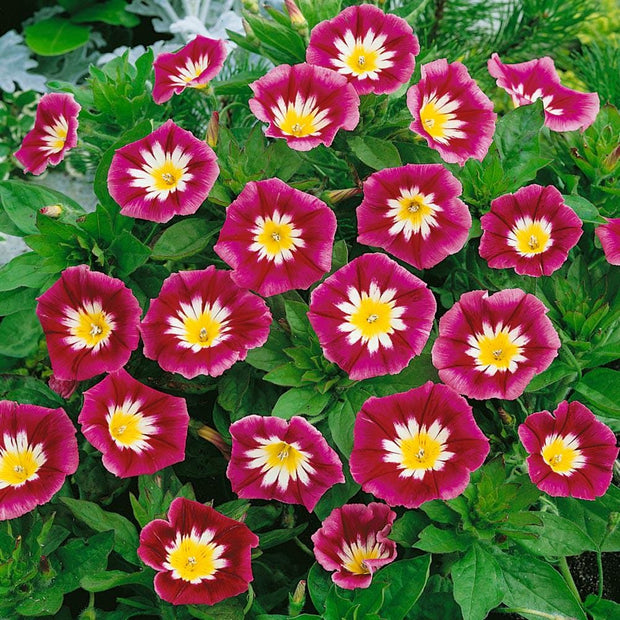 Morning Glory Red Ensign Dwarf morning glory