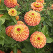Queeny Lime Mix Zinnia Seeds .blend of Queeny series zinnias.
