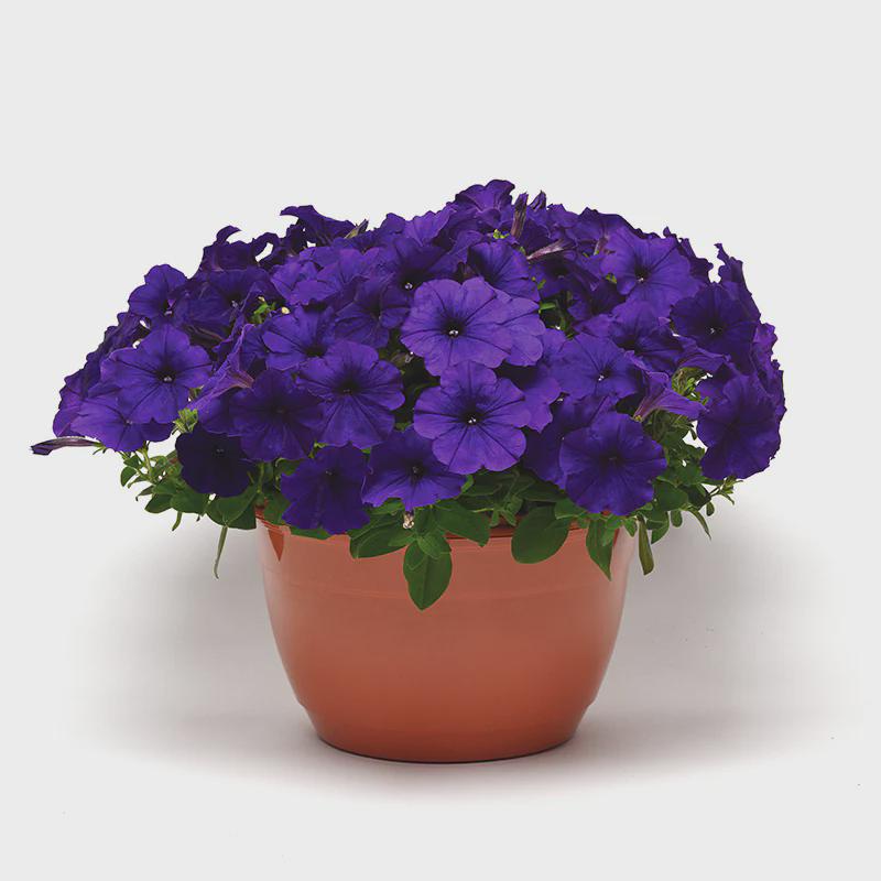 Petunia E3 Easy Wave Blue Seeds