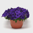 Petunia E3 Easy Wave Blue Seeds