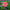 Bubblegum Zinnia Seed Mix