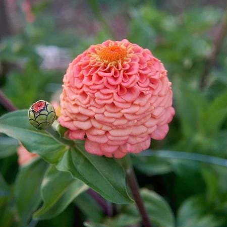 Bubblegum Zinnia Seed Mix