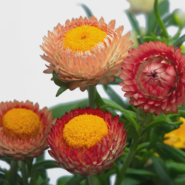 King Size Salmon Strawflower Seed