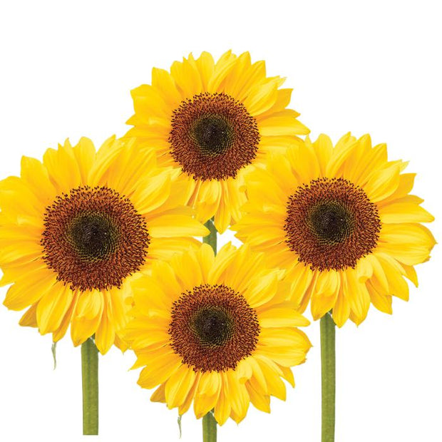 ProCut Horizon Sunflower Seeds