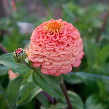 Oklahoma Salmon Zinnia  Seeds